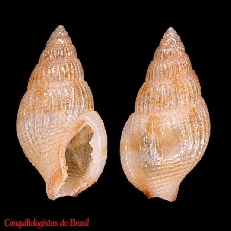 Parvanachis obesa (C. B. Adams, 1845)
