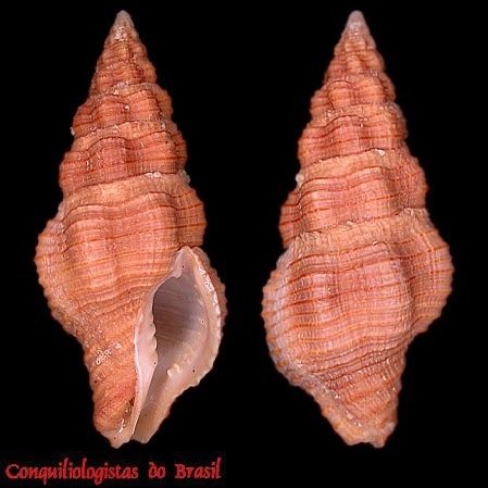 Polygona angulata (Röding, 1798)