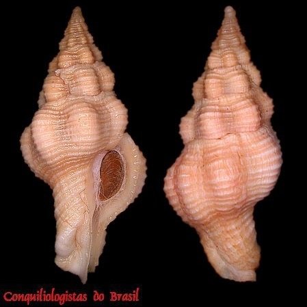 Polygona bayeri (Petuch, 2001)
