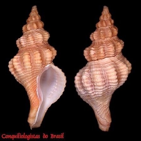 Polygona devyanae (Rios, P. M. Costa & Calvo, 1994)