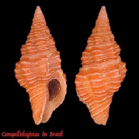Polygona vermeiji (Petuch, 1986)