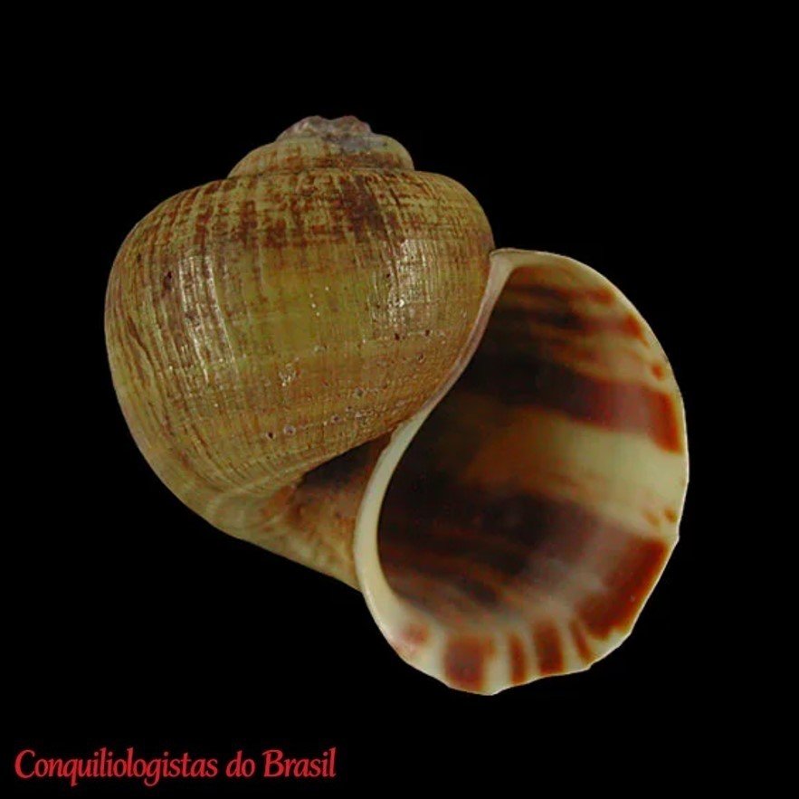 Pomacea decussata (S. Moricand, 1836)