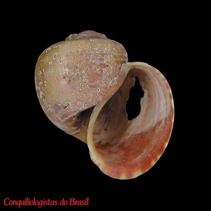Pomacea intermedia (Quoy & Gaimard, 1825)