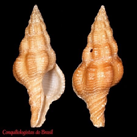 Pustulatirus ogum (Petuch, 1979)