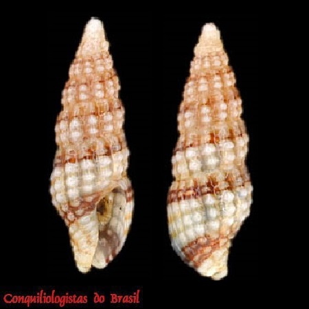 Steironepion minus (C. B. Adams, 1845)