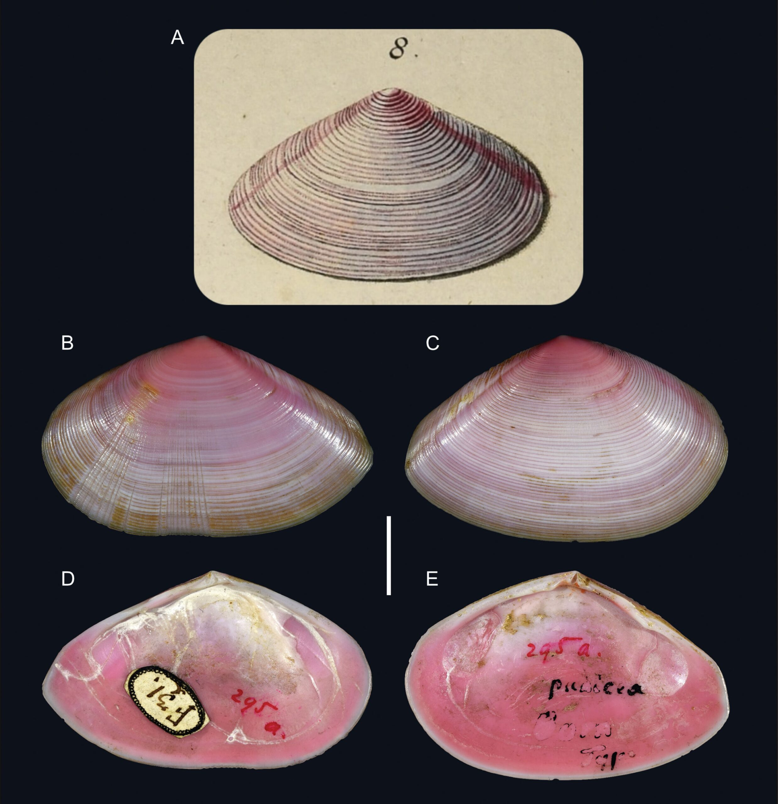 Eurytellina punicea (Born, 1778) Eurytellina punicea (Born, 1778)