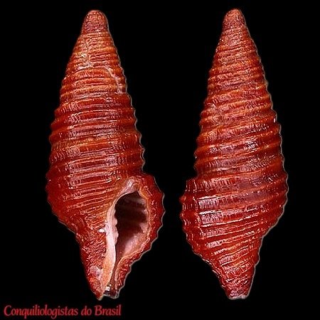 Teralatirus roboreus (Reeve, 1845)