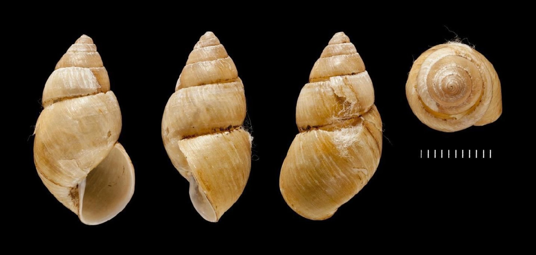 Thaumastus dukinfieldi (Melvill, 1900) ou Bulimulus dukinfieldi Melvill, 1900 Thaumastus dukinfieldi (Melvill, 1900) ou Bulimulus dukinfieldi Melvill, 1900