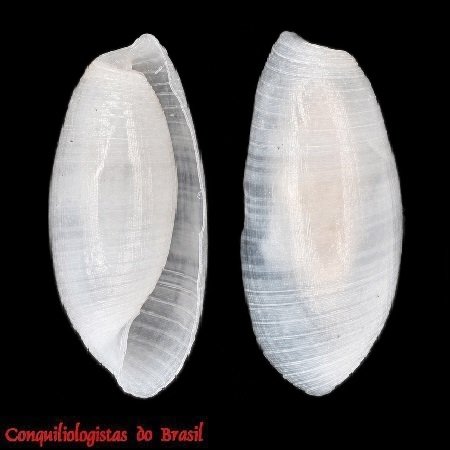 Weinkauffia macandrewii (E. A. Smith, 1872)