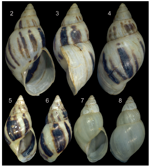 Drymaeus currais Simone, Belz & Gernet, 2020