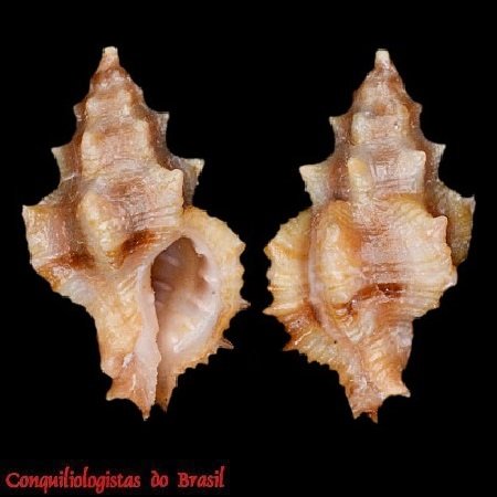Attiliosa perplexa E. H. Vokes, 1999