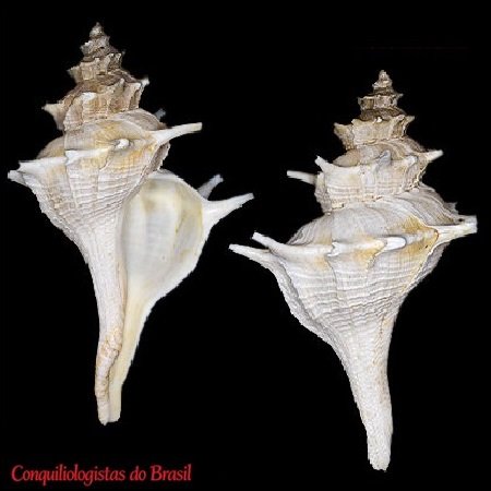 Coronium acanthodes (R. B. Watson, 1882)