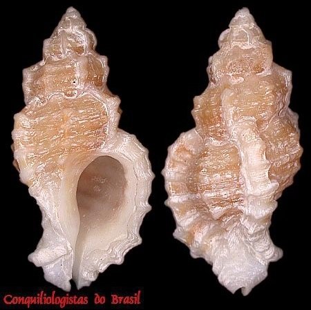 Dermomurex pauperculus