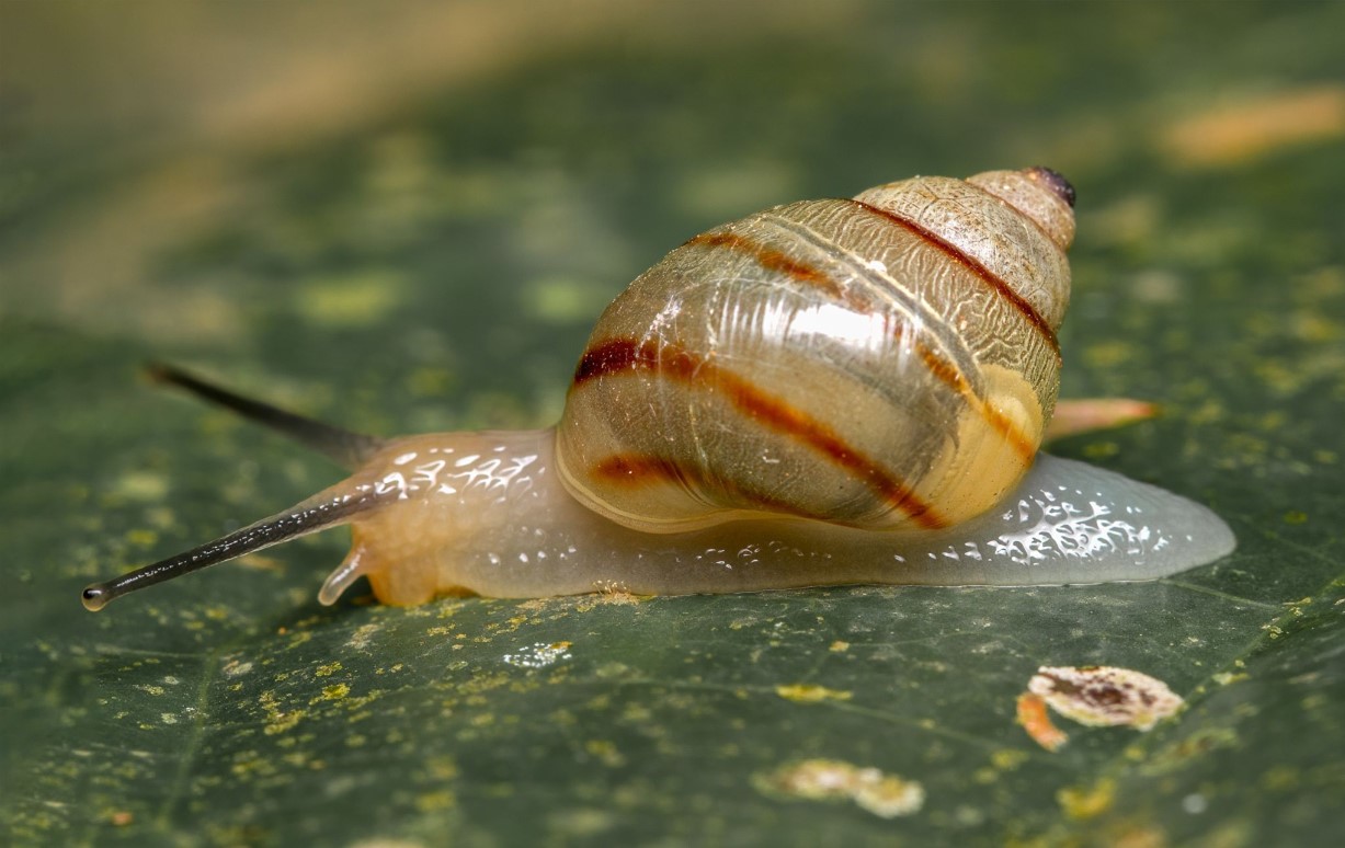 Drymaeus schadei Quintana & Magaldi, 1985 Drymaeus schadei Quintana & Magaldi, 1985