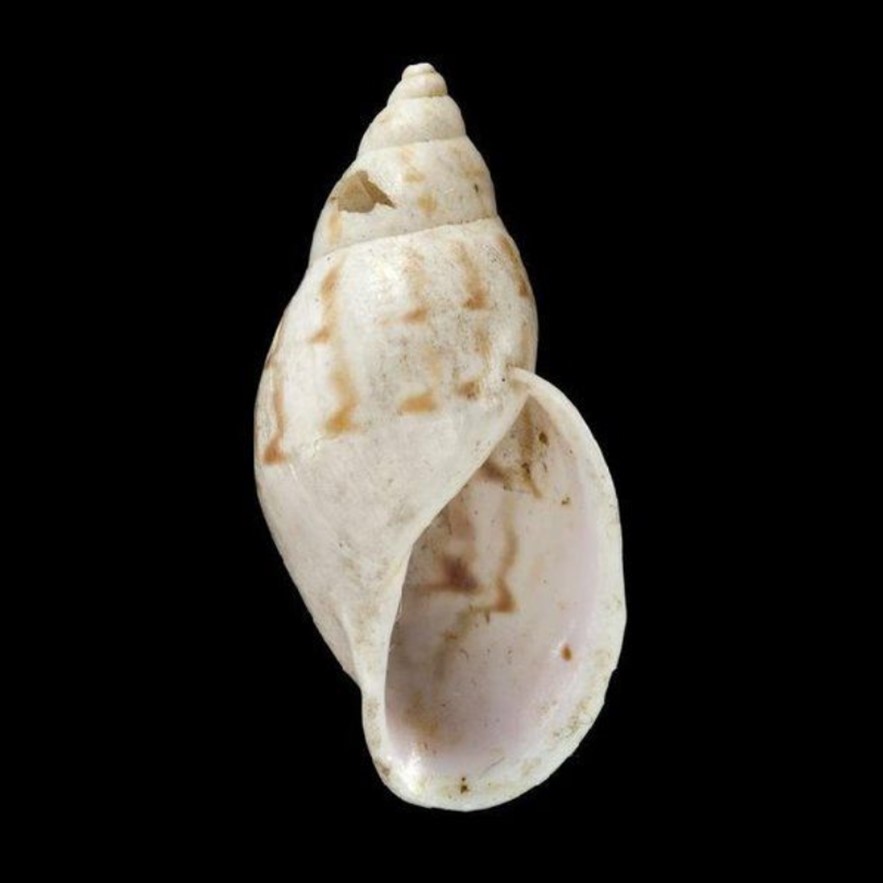 Drymaeus serratus (L. Pfeiffer, 1855)