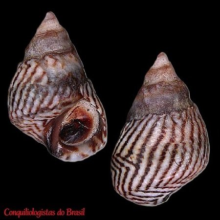 Echinolittorina lineolata (d'Orbigny, 1840)