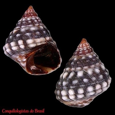 Echinolittorina vermeiji (Bandel & Kadolsky, 1982)