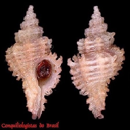 Favartia aquinoi Houart, 2019