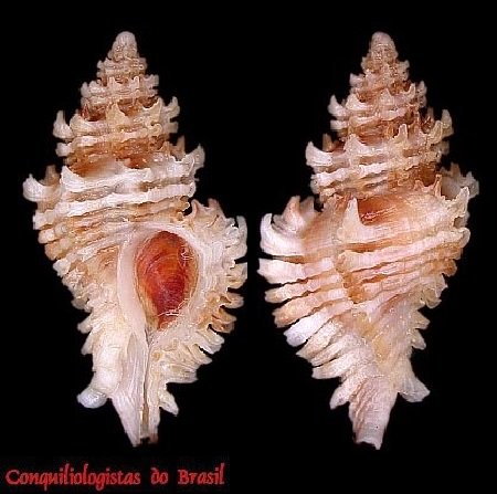 Favartia glypta (M. Smith, 1938)