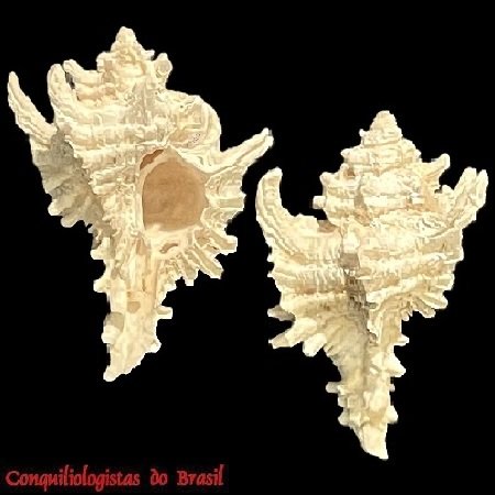 Favartia hidalgoi (Crosse, 1869)