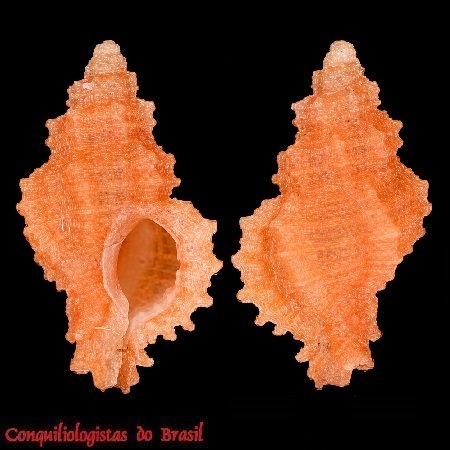 Favartia paulmieri Houart, 2002