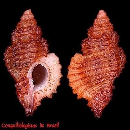Favartia varimutabilis Houart, 1991
