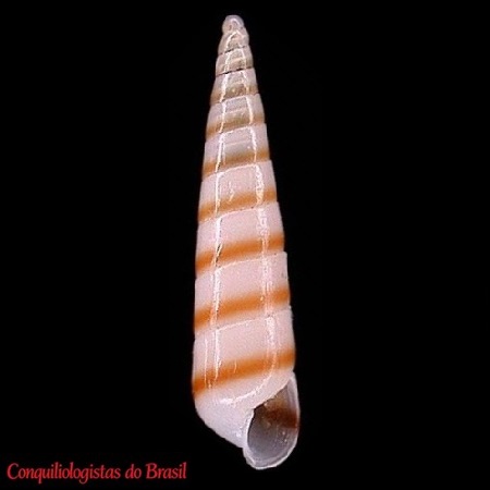 Hemiliostraca auricincta (Abbott, 1958)