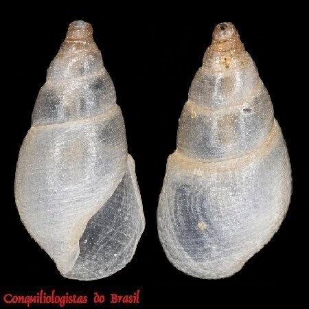 Litiopa melanostoma Rang, 1829