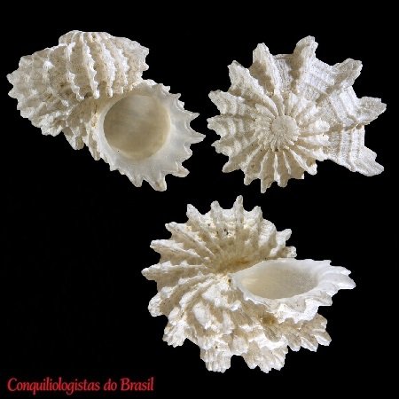 Macrarene digitata J. H. McLean, Absalão & R. L. Cruz, 1988
