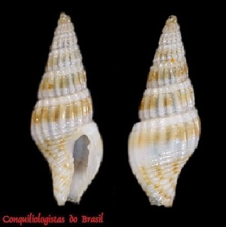 Metulella columbellata (Dall, 1889)