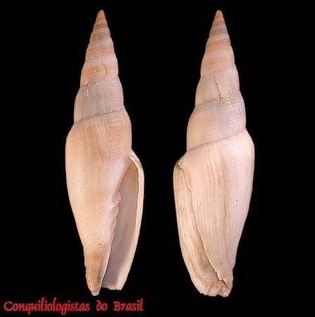 Isara antillensis (Dall, 1889)