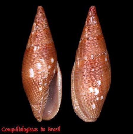 Probata barbadensis (Gmelin, 1791)