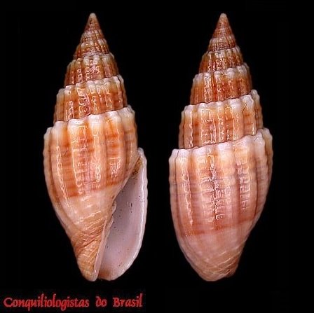 Mitra brasiliensis