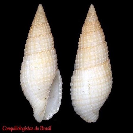 Neotiara nodulosa (Gmelin, 1791)