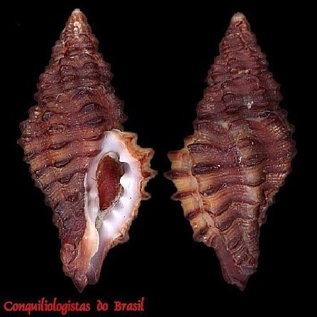 Muricopsis marcusi E. H. Vokes, 1994