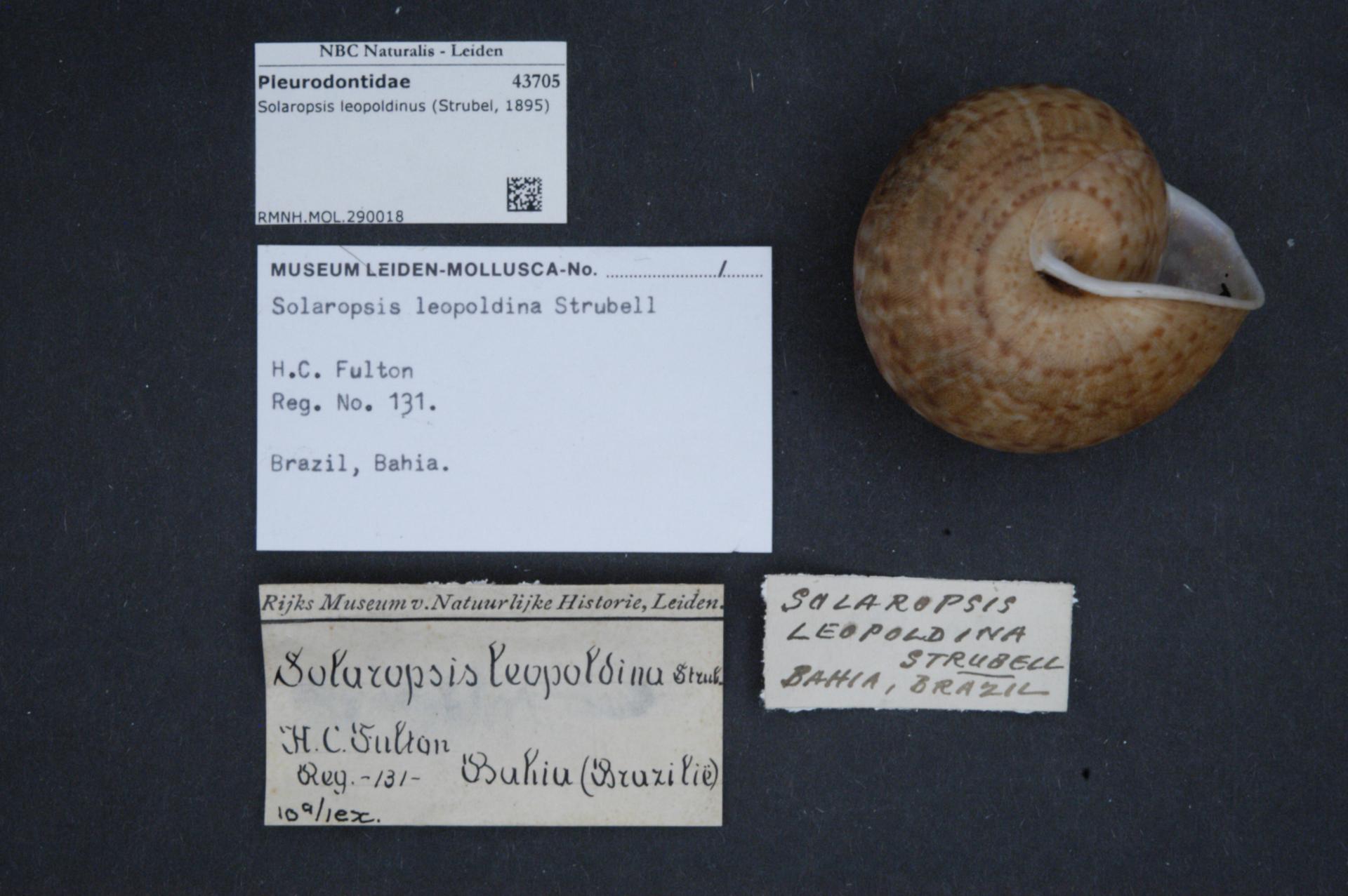 Solaropsis leopoldina (Strubell, 1895)