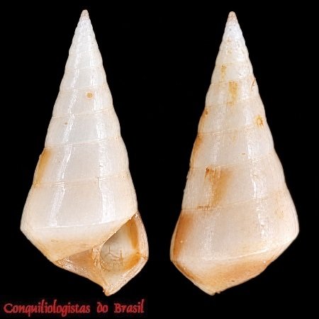 Niso interrupta (G. B. Sowerby I, 1834)