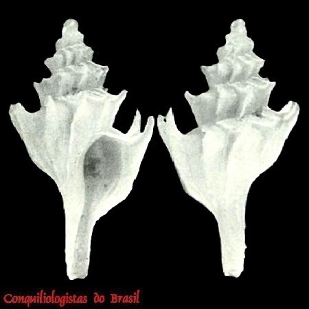 Pagodula verrillii (K. J. Bush, 1893)