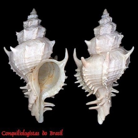 Paziella oregonia (H. R. Bullis, 1964)