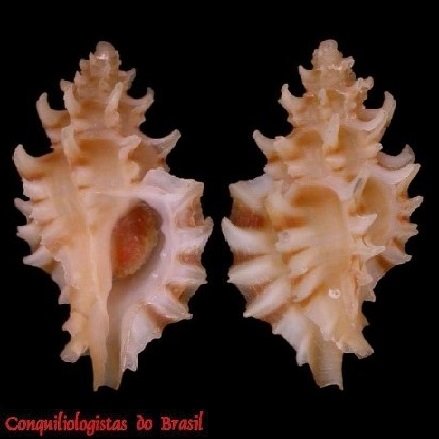 Pazinotus bodarti (Costa, 1993)