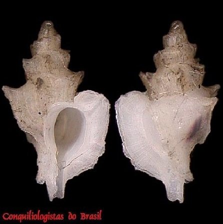 Pazinotus gili Costa & Pimenta, 2012