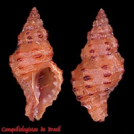 Muricopsis nicocheana (Pilsbry, 1900)