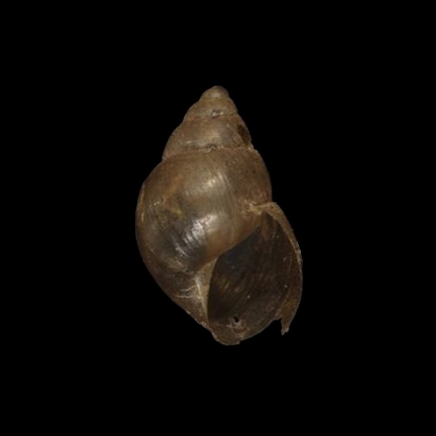 Simpulopsis eudioptus (Ihering, 1897)