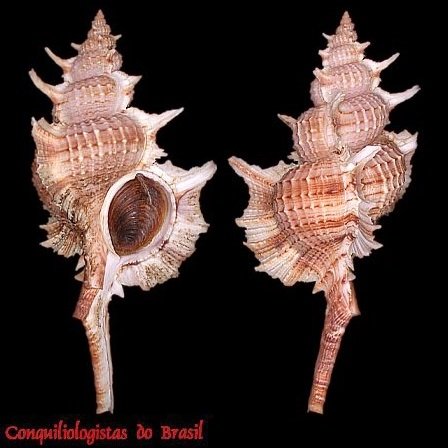 Siratus beauii (P. Fischer & Bernardi, 1857)