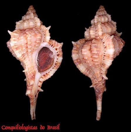 Siratus carolynae (E. H. Vokes, 1990)