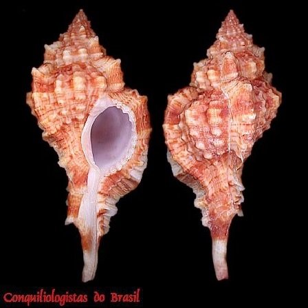 Siratus coltrorum (E. H. Vokes, 1990)