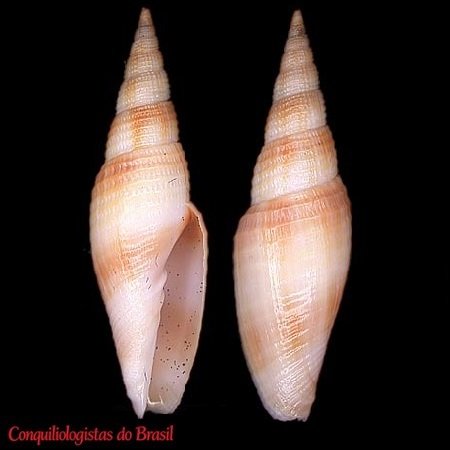 Subcancilla larranagai (Carcelles, 1947)