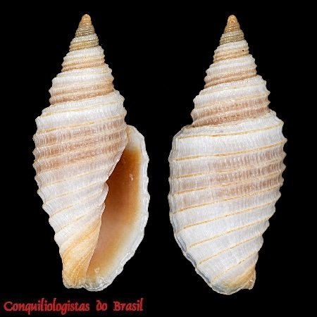 Subcancilla lopesi (Matthews & Coelho, 1969)