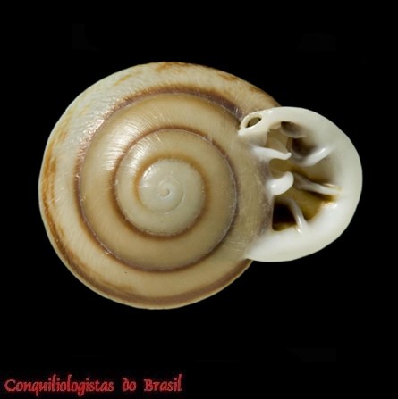 TOMOGERIDAE