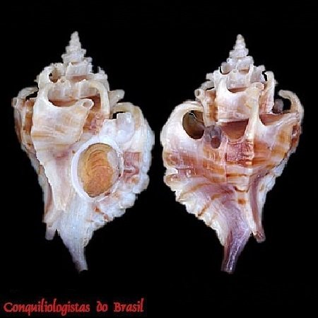 Typhina belcheri (Broderip, 1833)